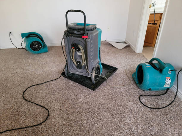 Best Basement water damage restoration  in Holiday, FL