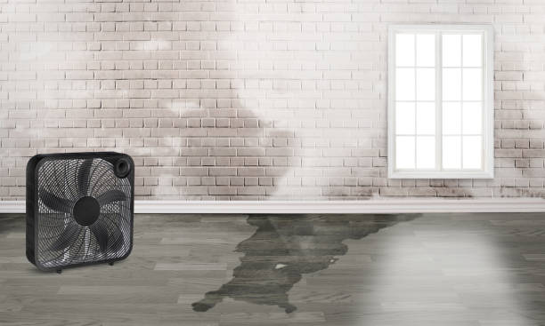 Best Water damage restoration specialists  in Holiday, FL